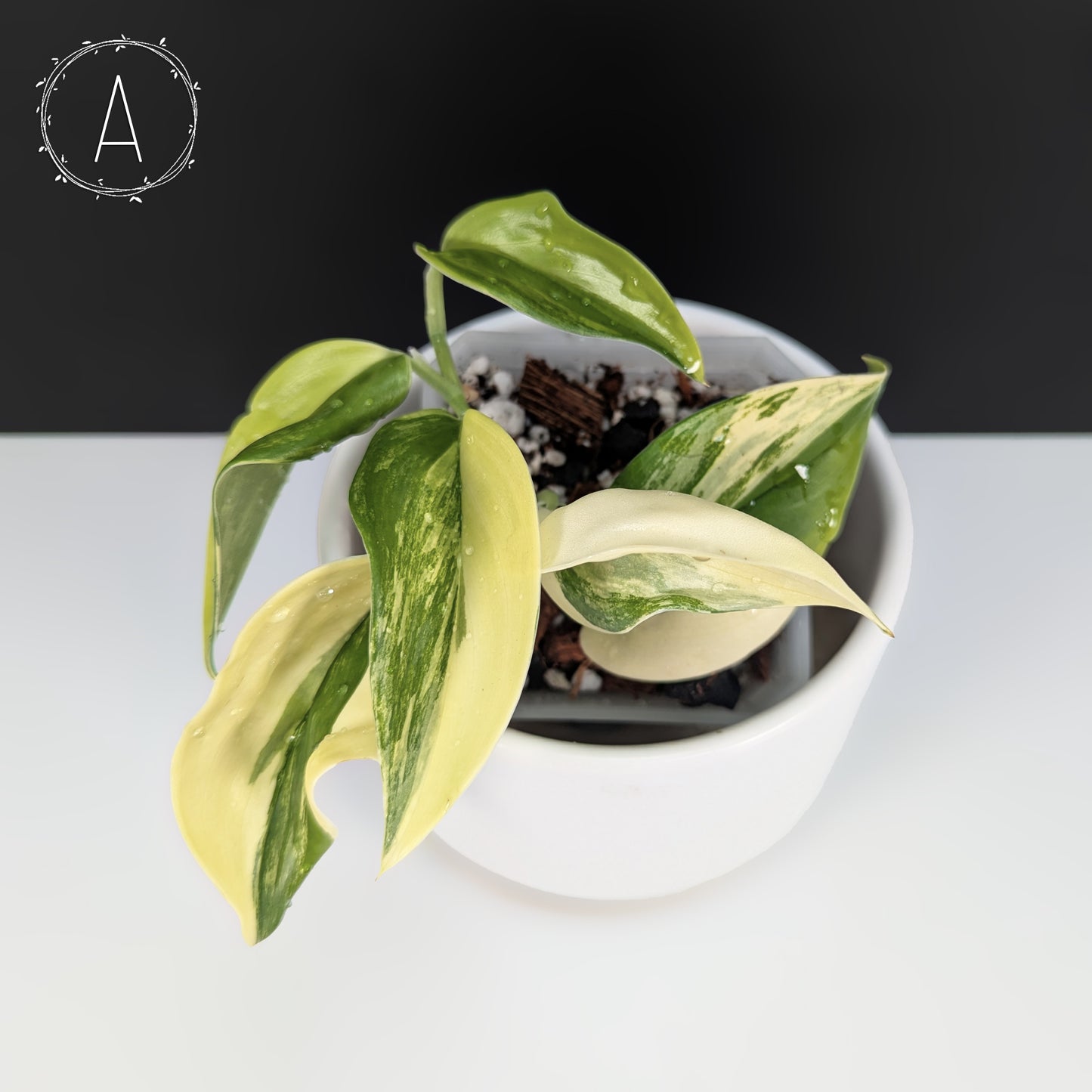 Scindapsus Rubicon