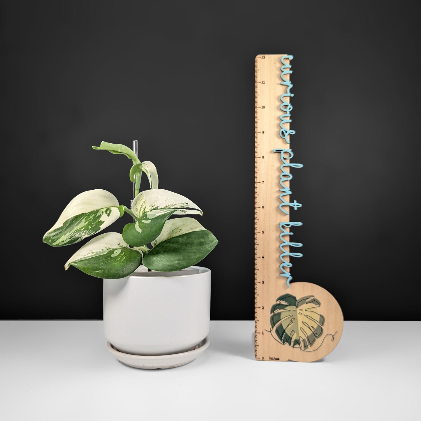 Scindapsus Treubii Albo