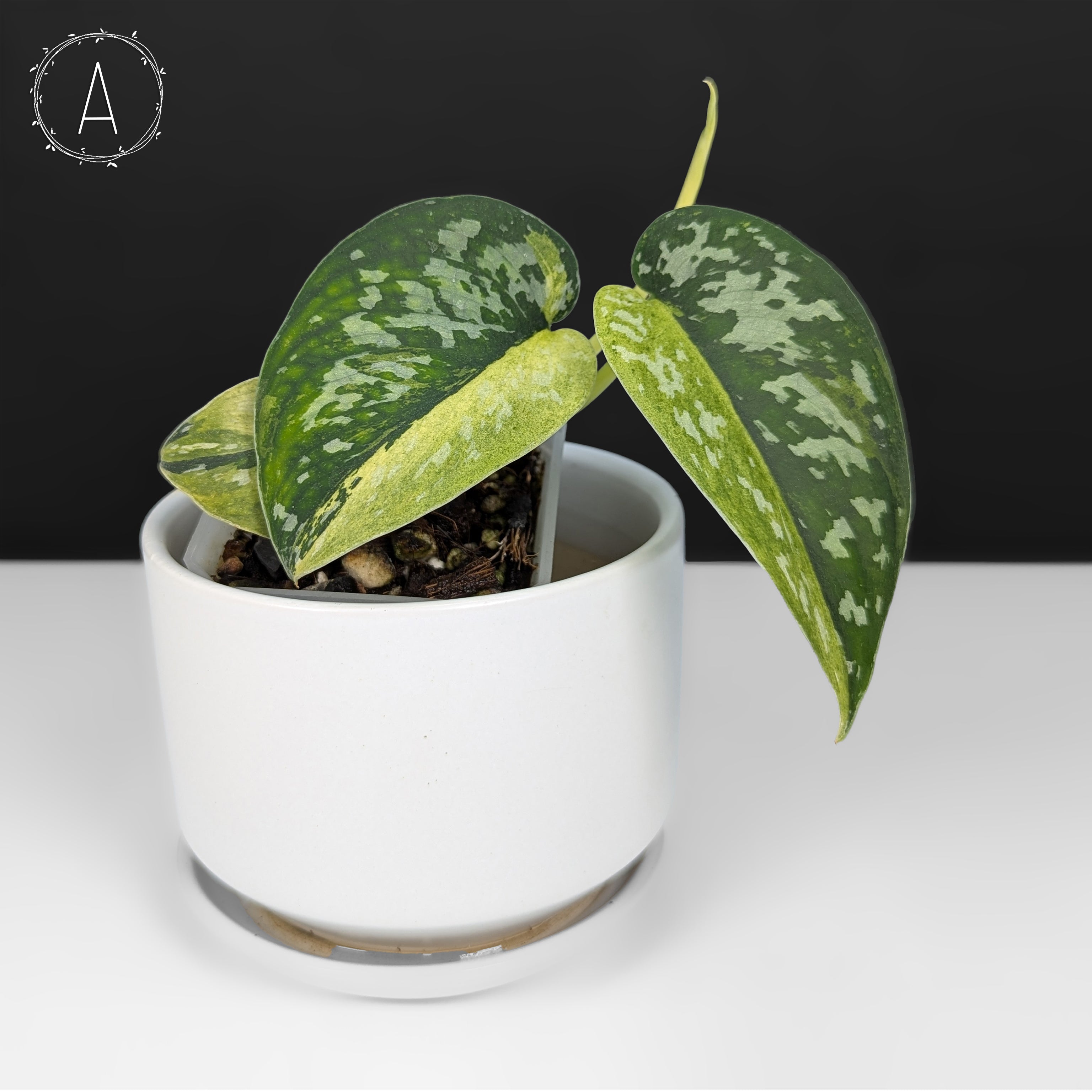 Scindapsus Matcha – Curious Plant Killer