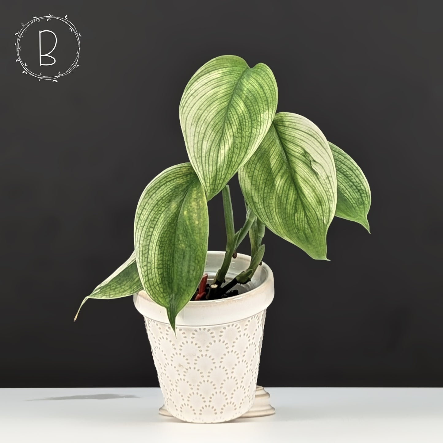 Scindapsus White Monster