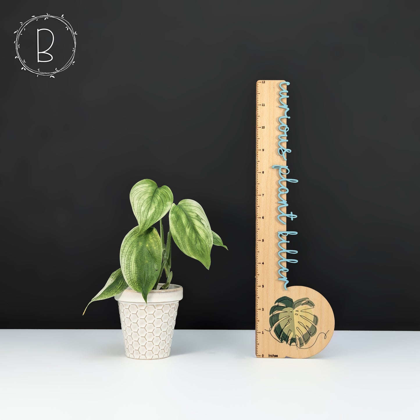 Scindapsus White Monster