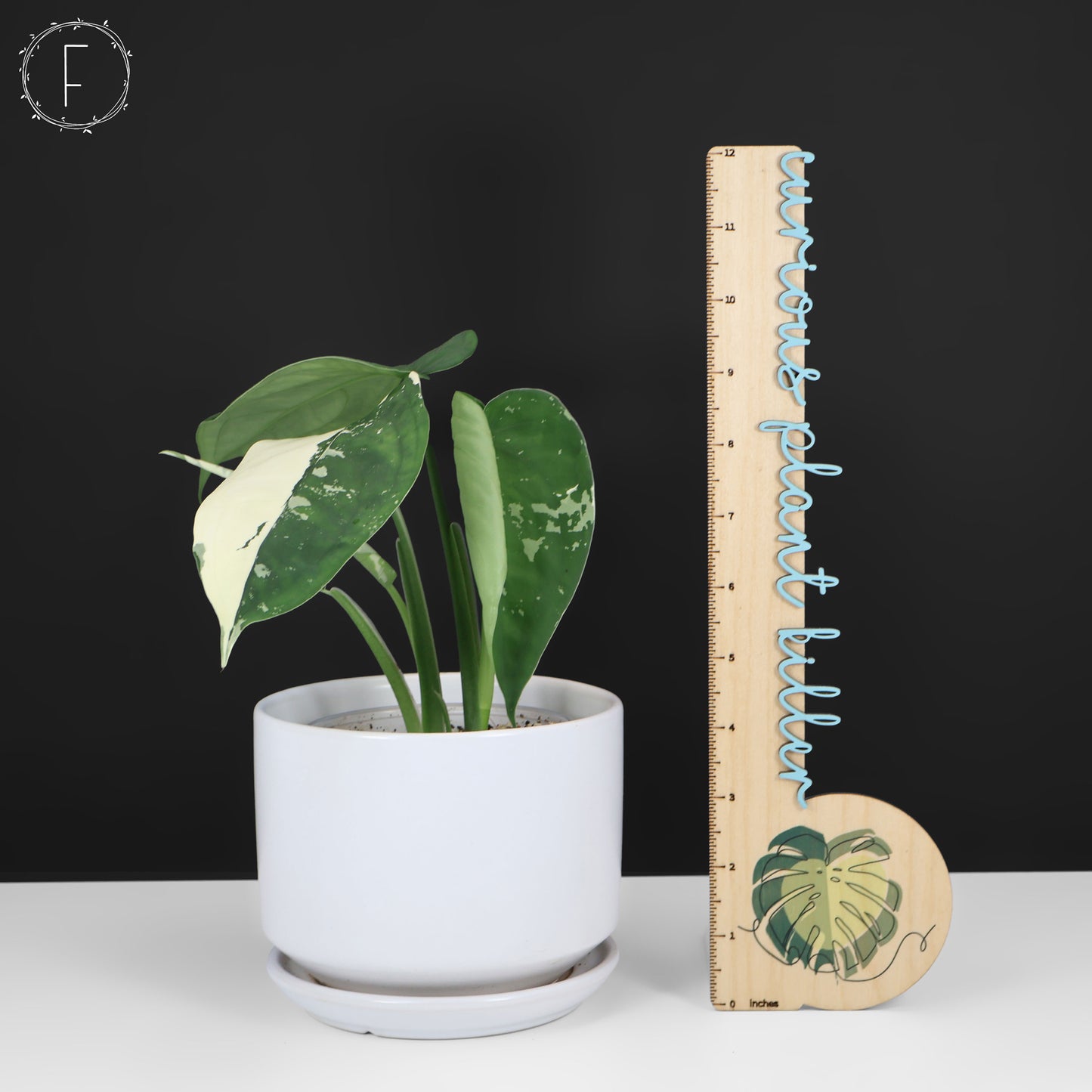 Syngonium Chiapense panaché