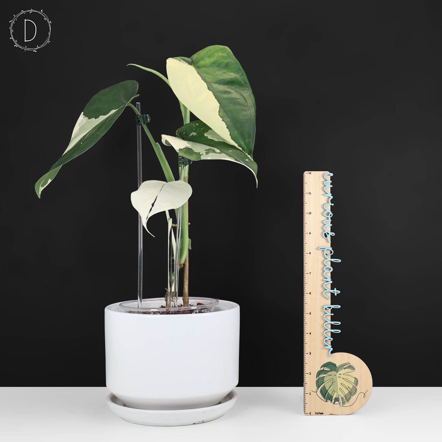 Syngonium Chiapense Variegated