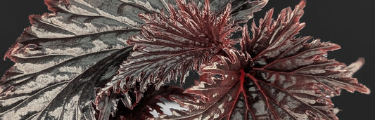 Begonia Miri Sp. Care