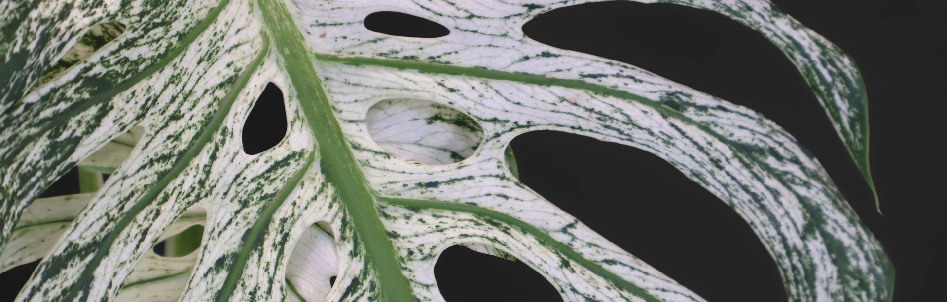 monstera deliciosa tropfen auf blättern Tipps zur Pflege deiner Pflanze : Monstera deliciosa – PflanzenFuerAlle