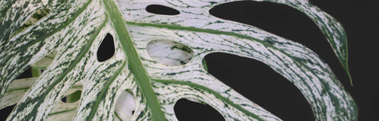 Monstera Devil Monster Care