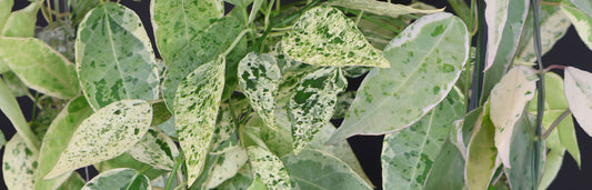 Dregea Sinensis Variegated Care