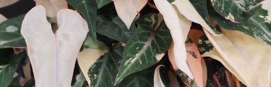 Fallopia Multiflora Variegated Care