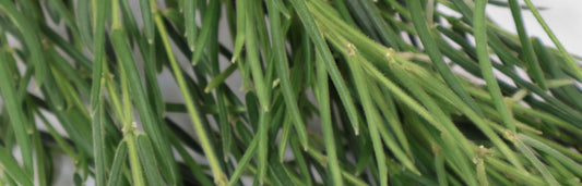 Hoya Linearis Care