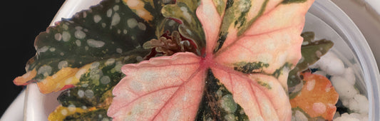 Begonia Izumo no Kiraboshi Variegated Care