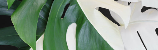 Monstera Albo Care