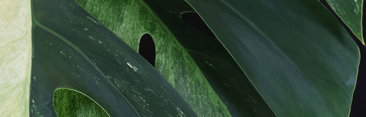 Monstera Mint Care