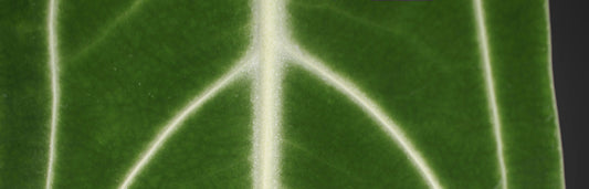Anthurium Warocqueanum Care