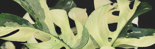 Rhaphidophora Tetrasperma Variegated Care