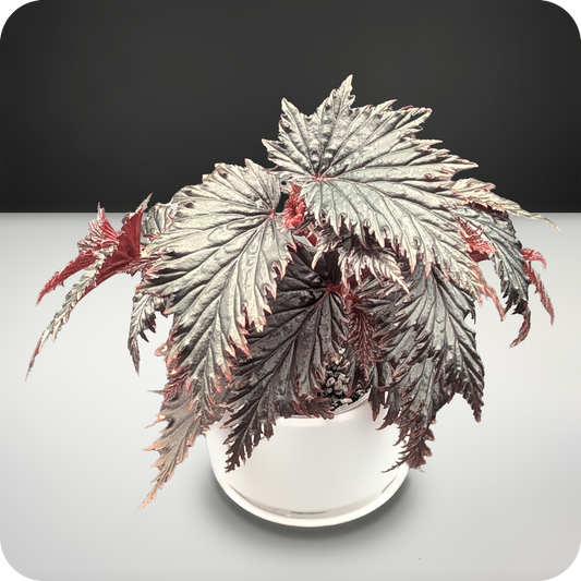 Begonia Miri Sp. Care