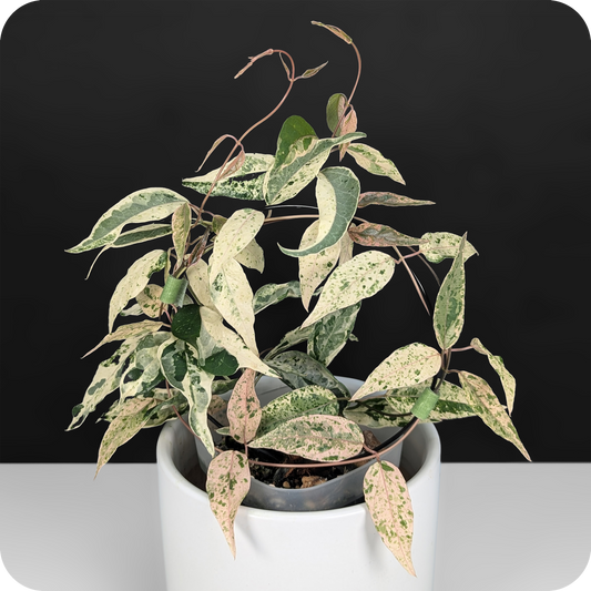 Dregea Sinensis Variegated Care