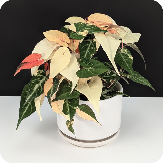 Fallopia Multiflora Variegated Care