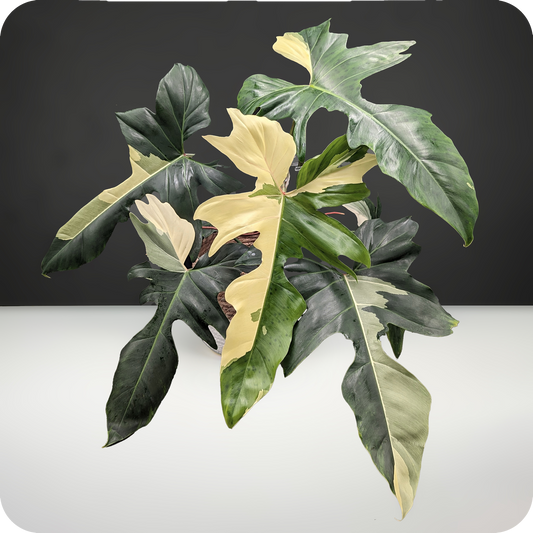 Philodendron Golden Dragon Variegated Care