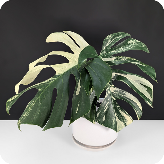 Variegated Monstera Care