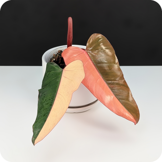 Philodendron Dark Lord Variegated Care