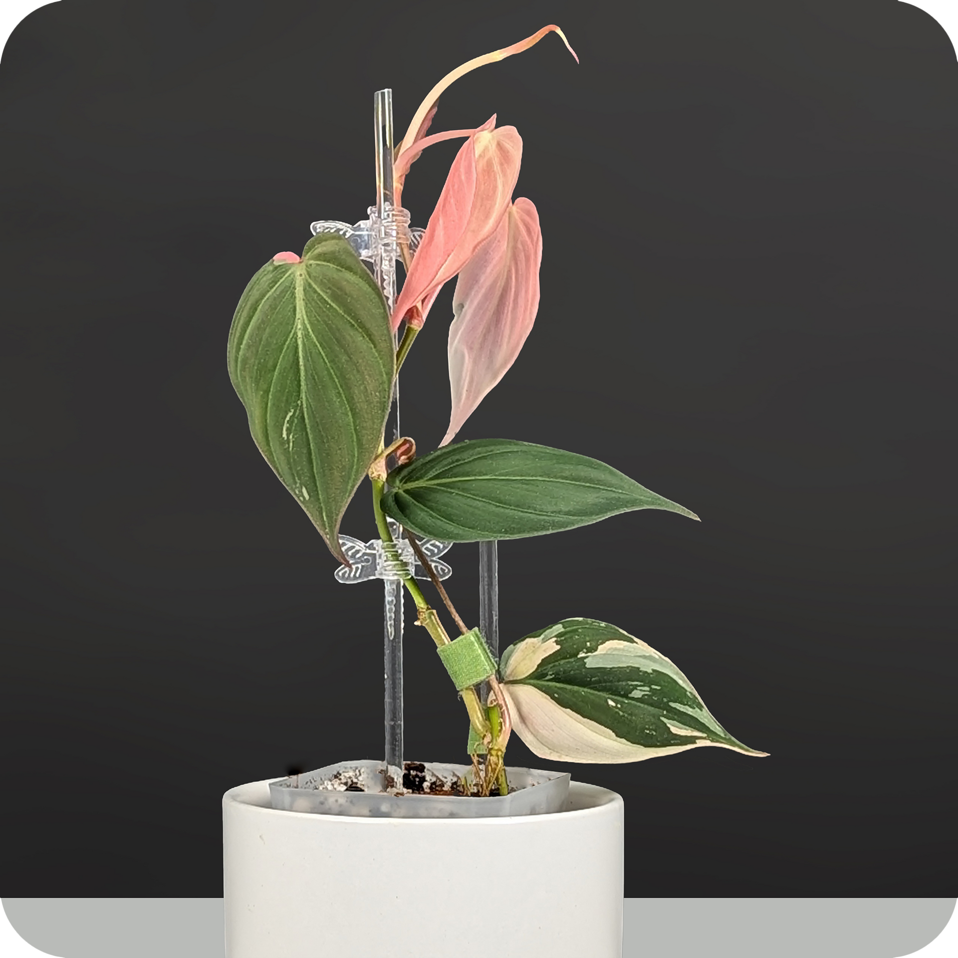 Variegated Philodendron Micans Care – Curious Plant Killer