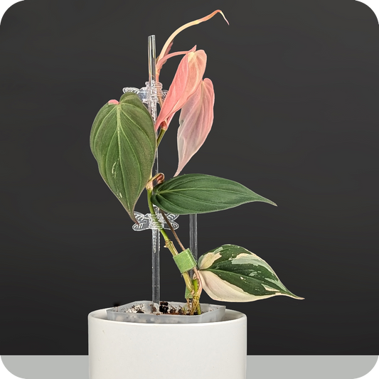 Variegated Philodendron Micans Care