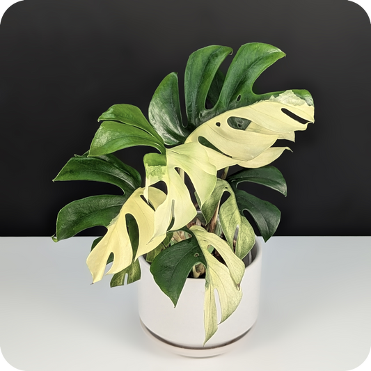 Rhaphidophora Tetrasperma Variegated Care