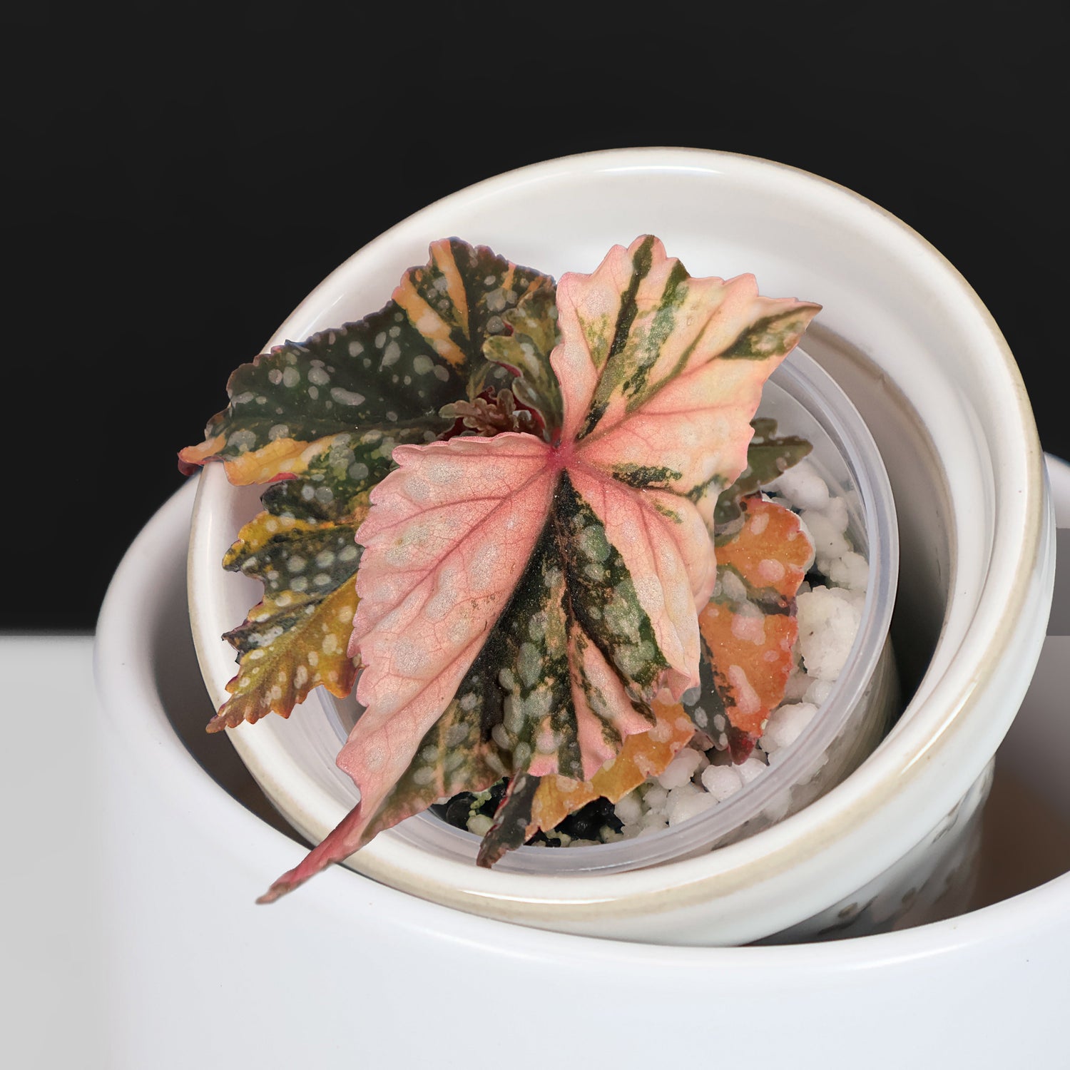 Begonia Izumo no Kiraboshi Variegated