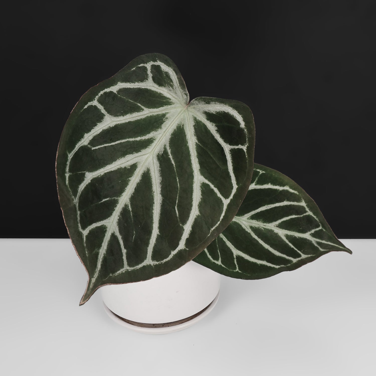 Anthurium Dorayaki Silver Mutation