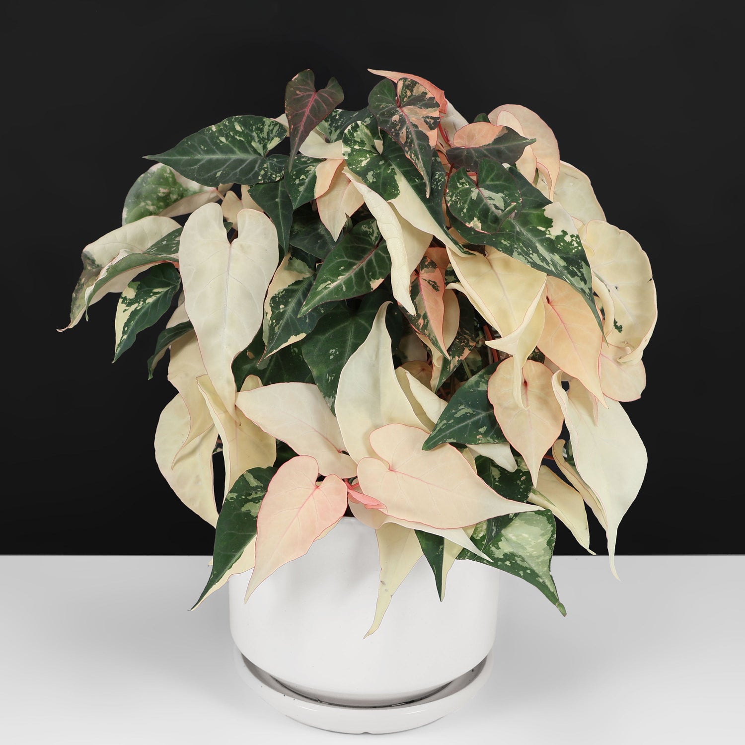 Fallopia Multiflora Variegated