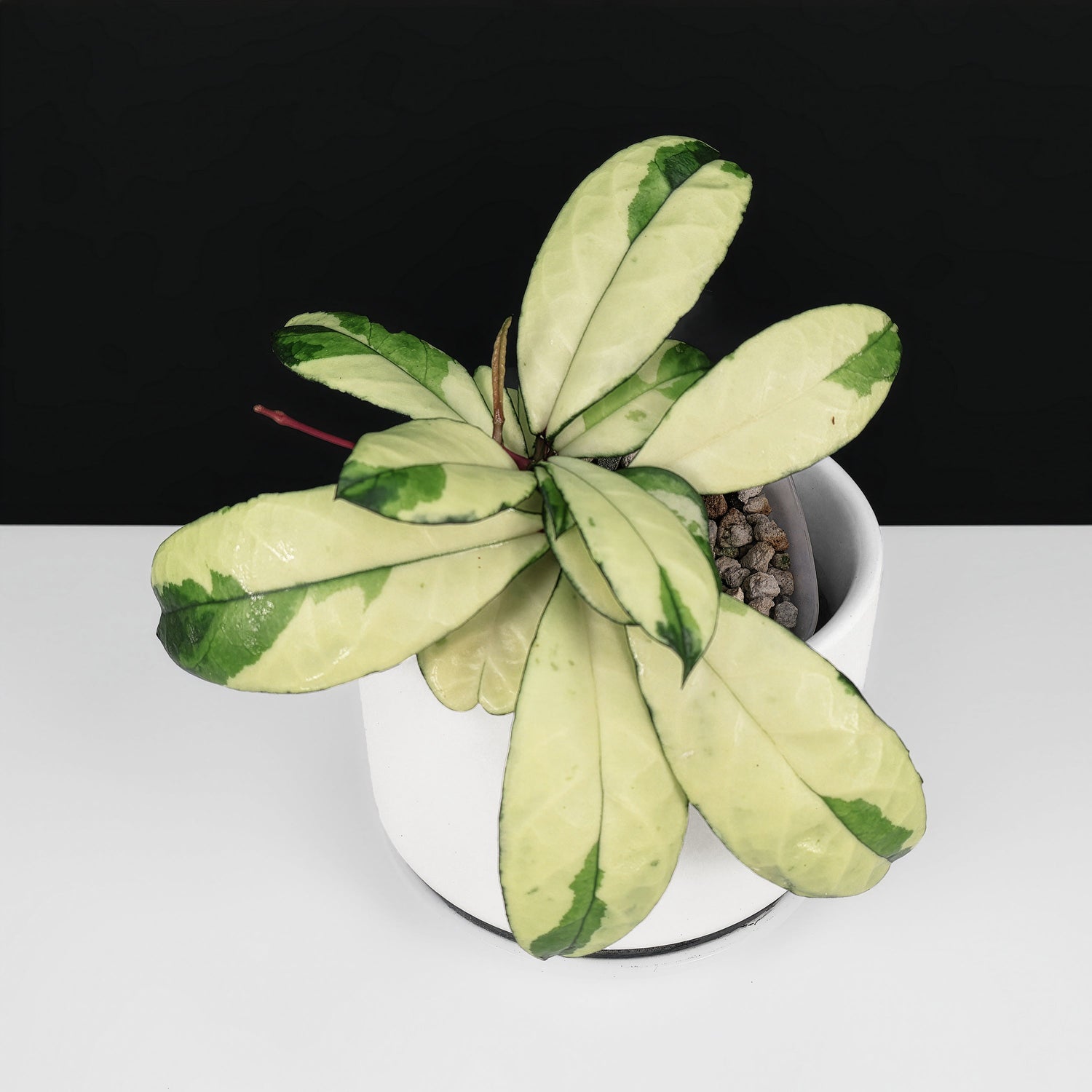 Hoya Crassipetiolata Variegated