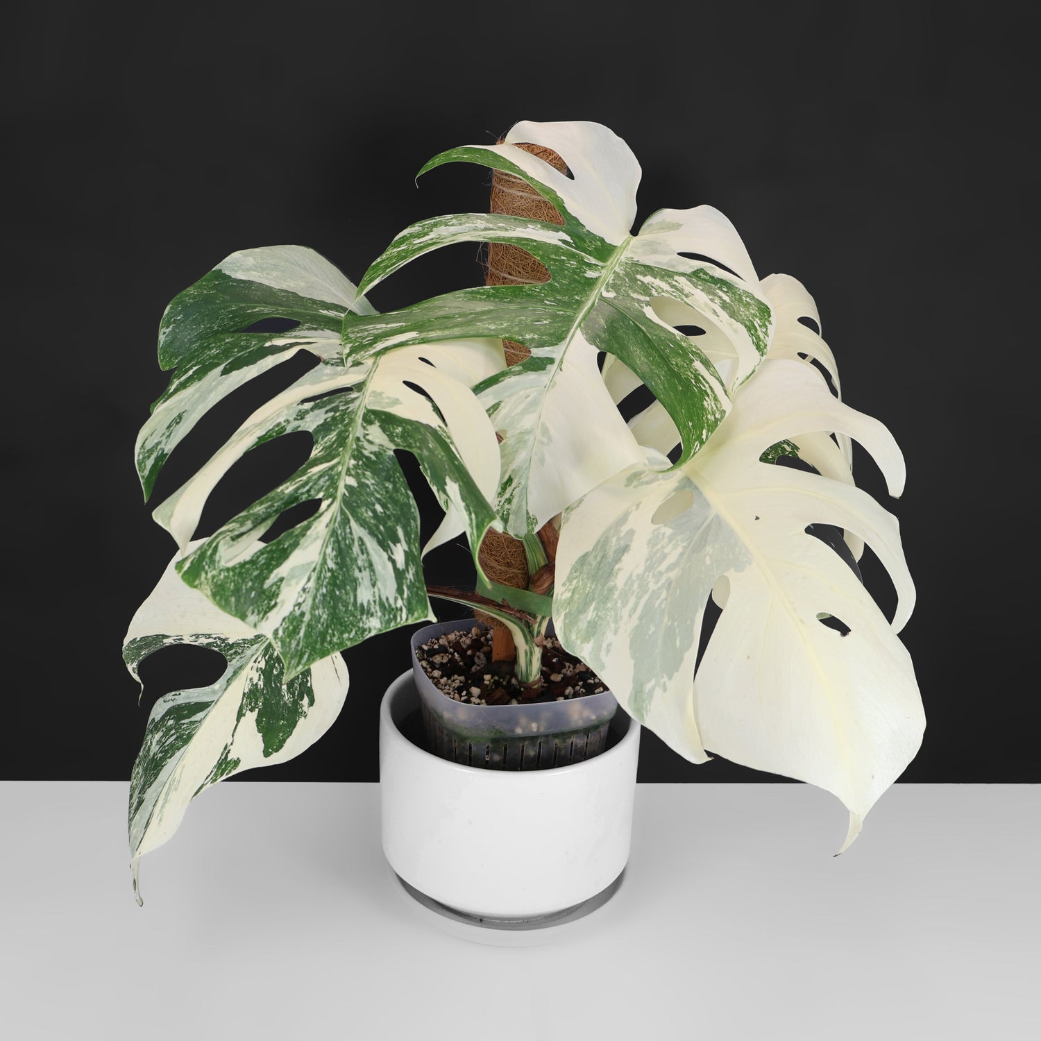Monstera Deliciosa Albo