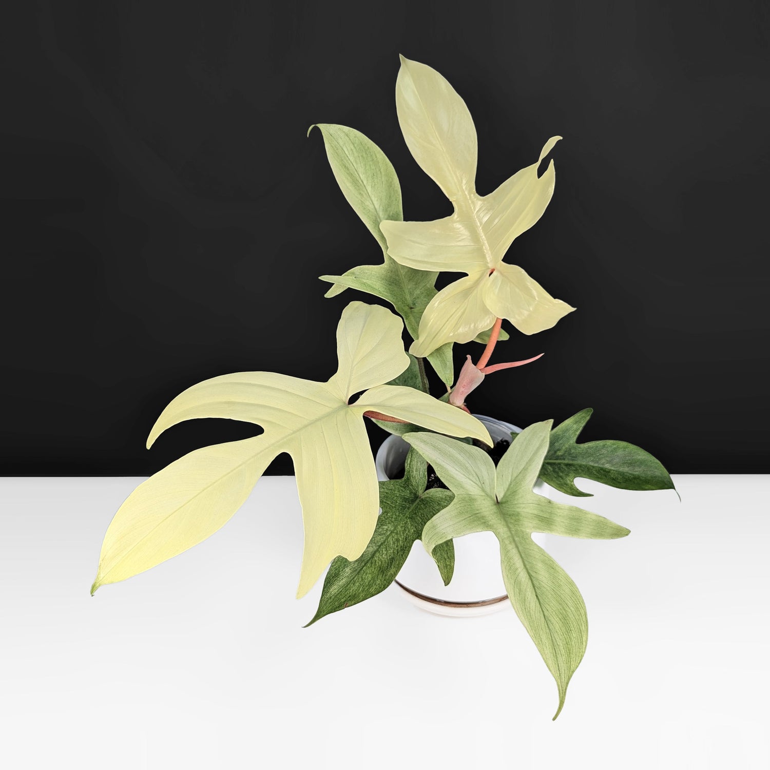 Philodendron Florida Ghost