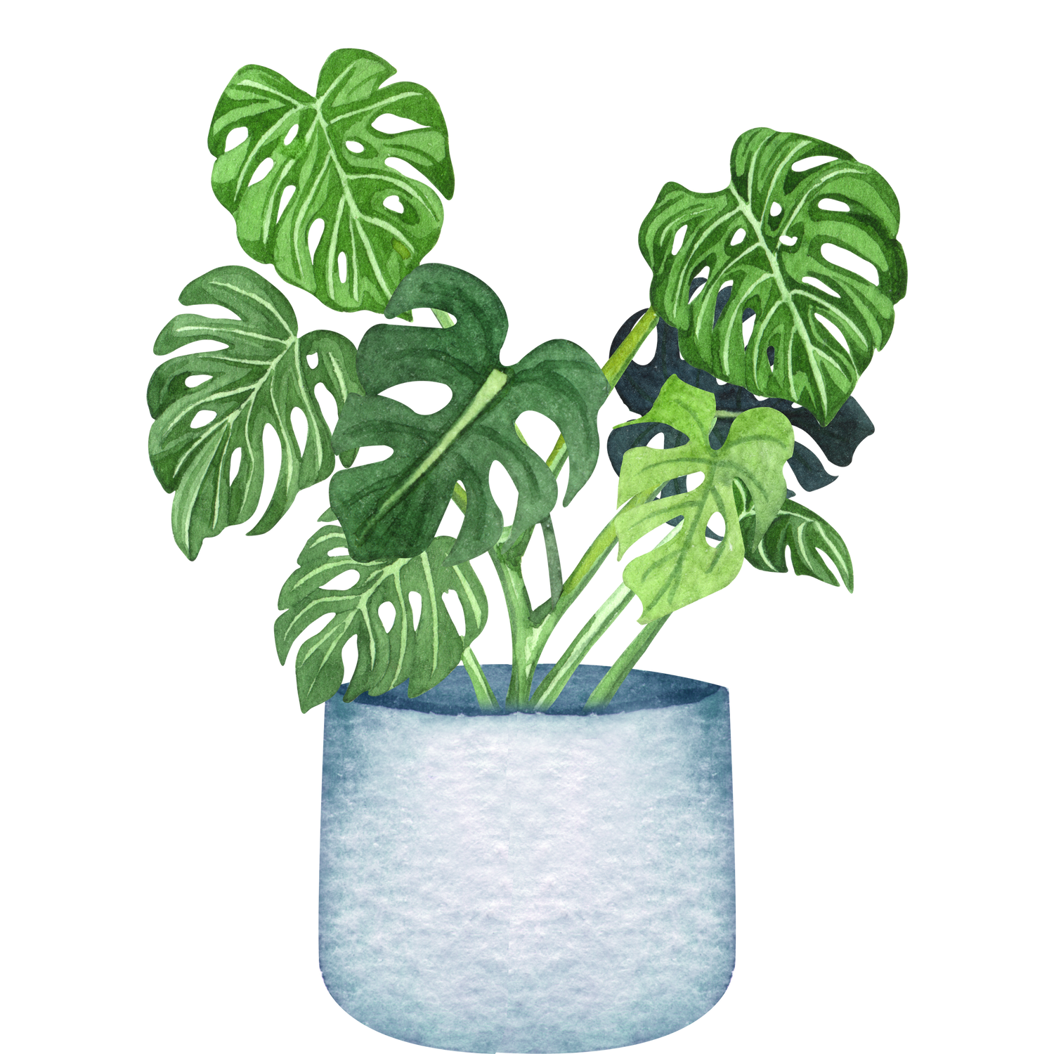 Monstera