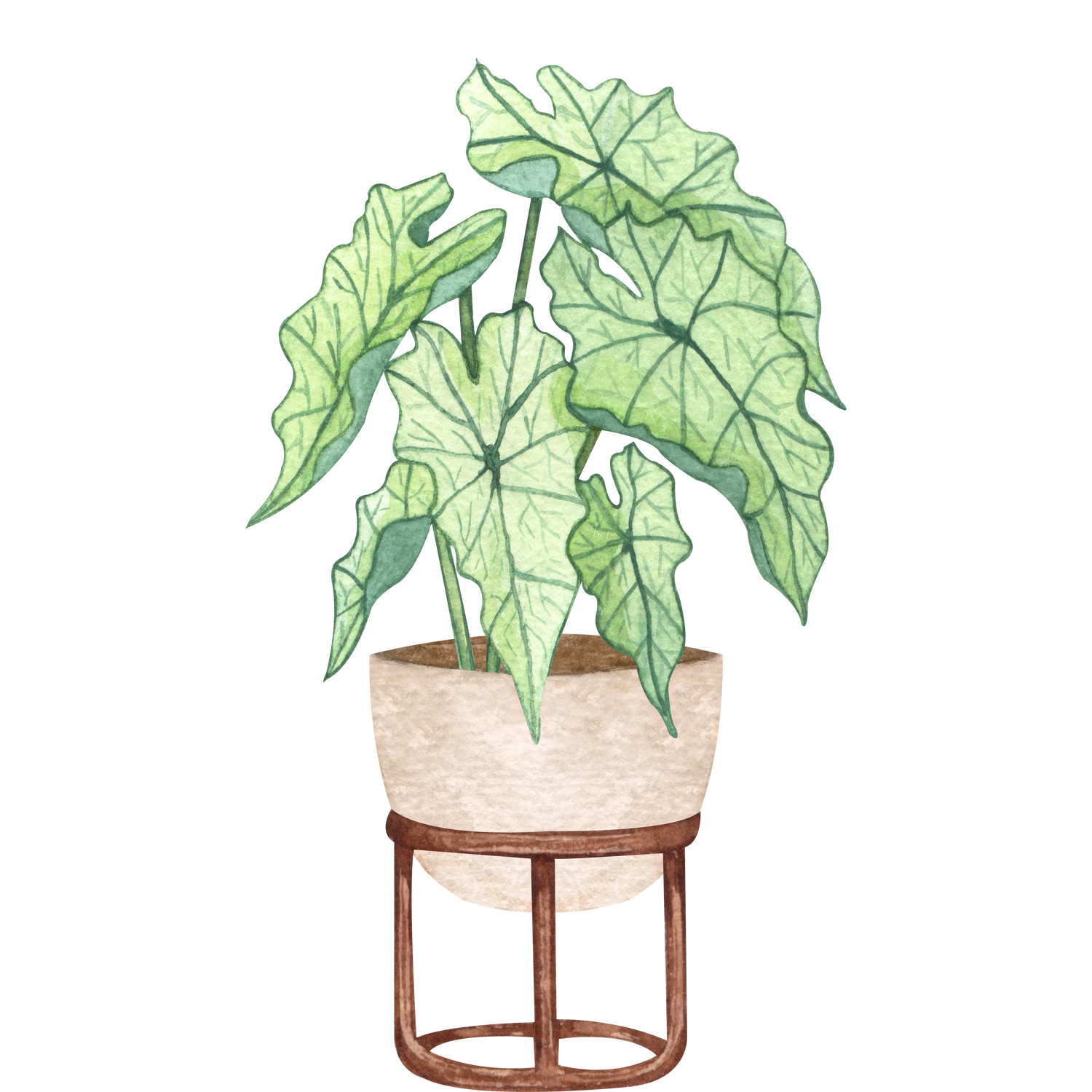 Category Other Plants