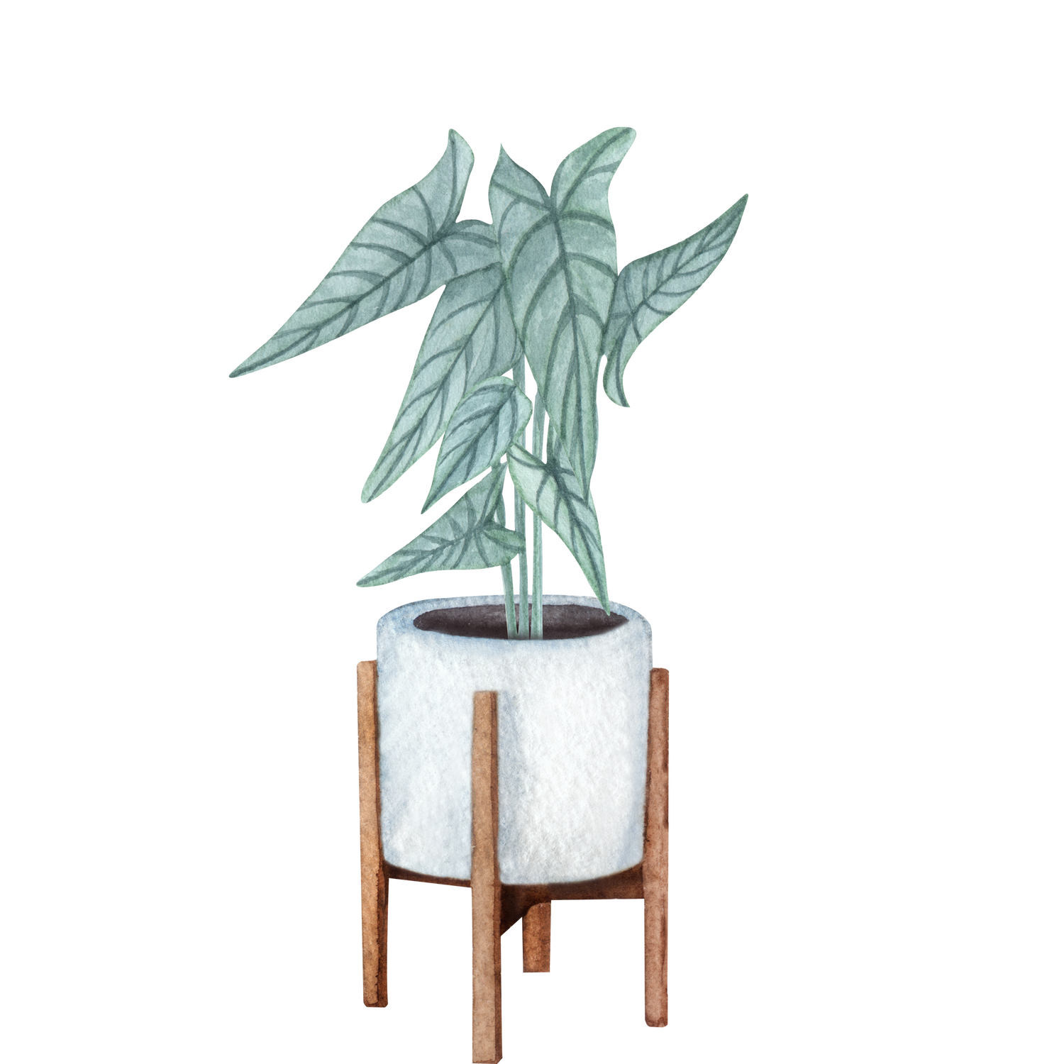 Philodendron