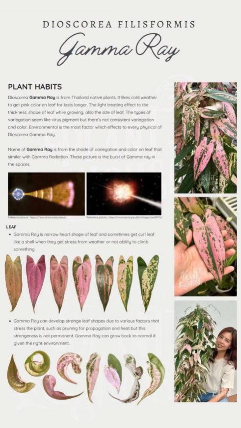 Dioscorea sp. Gamma Ray