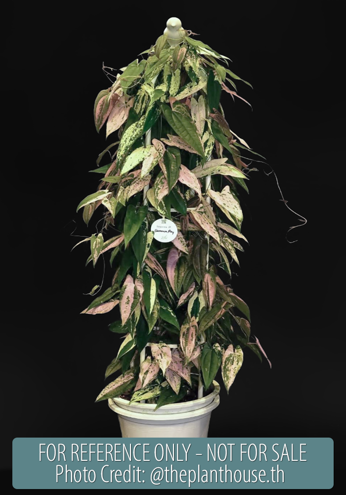 Dioscorea sp. Gamma Ray