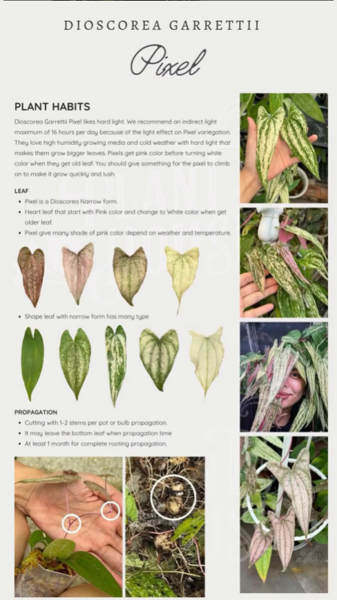 Dioscorea "Pixel" sp.