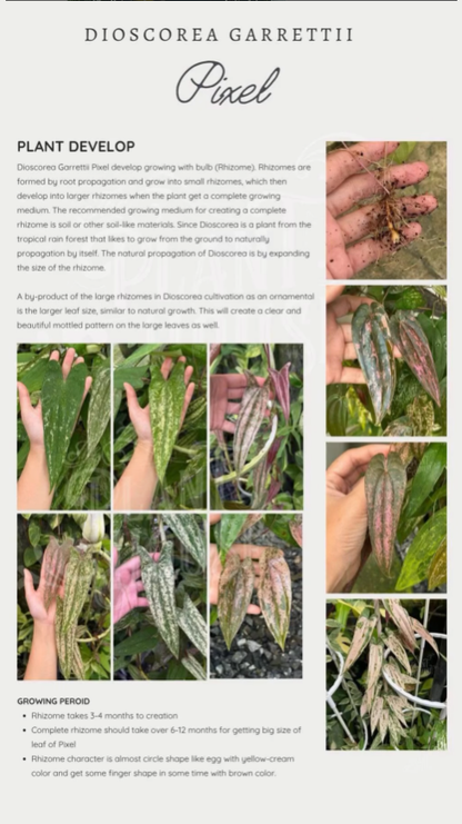 Dioscorea "Pixel" sp.