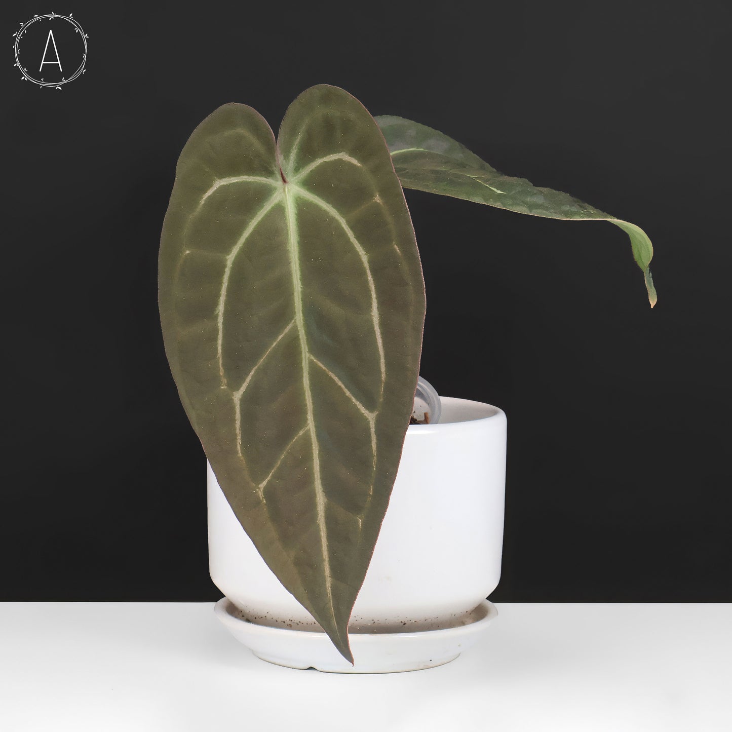 Anthurium Barry Blue Velvet NoID x (Carla x Forgetii)