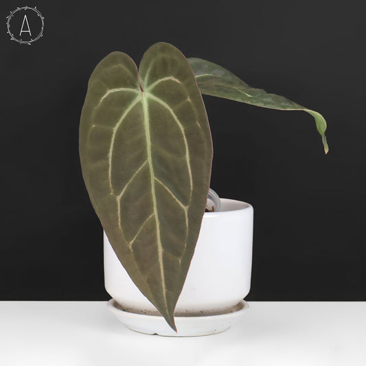 Anthurium Barry Blue Velvet NoID x (Carla x Forgetii)