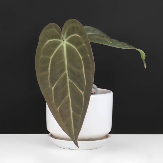 Anthurium Barry Blue Velvet NoID x (Carla x Forgetii)