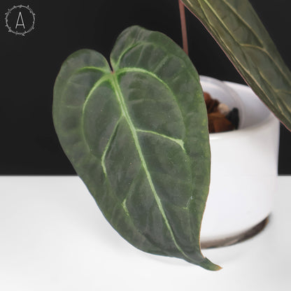 Anthurium Barry Blue Velvet NoID x (Carla x Forgetii)