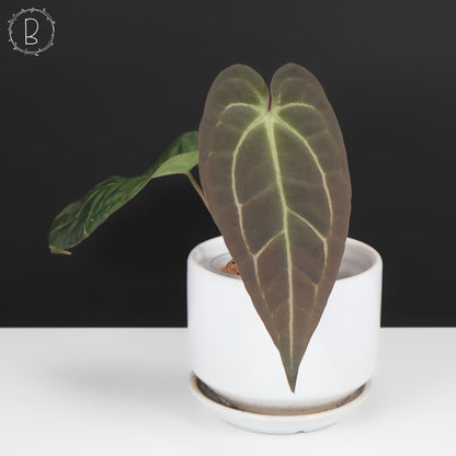 Anthurium Barry Blue Velvet NoID x (Carla x Forgetii)