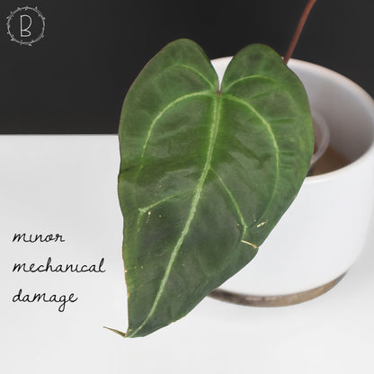 Anthurium Barry Blue Velvet NoID x (Carla x Forgetii)