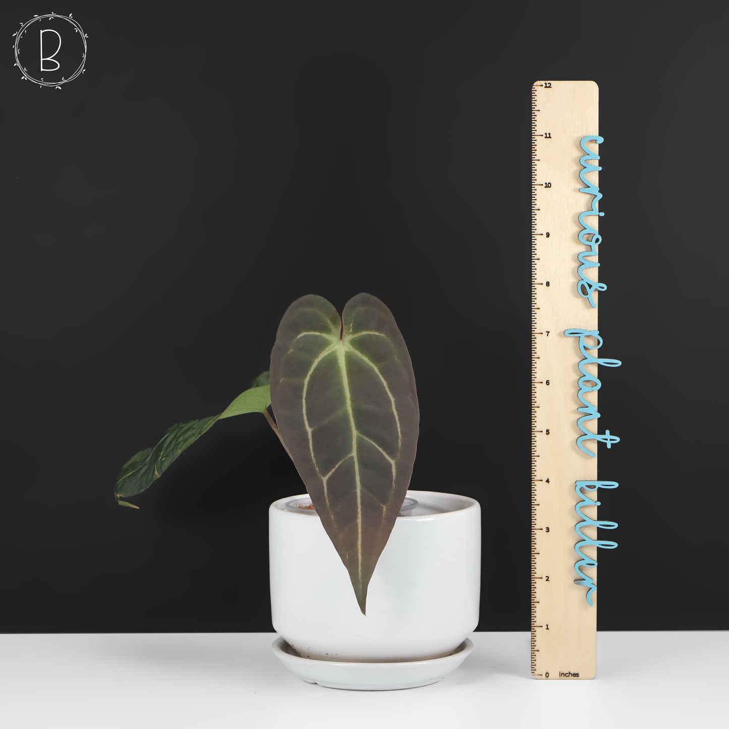 Anthurium Barry Blue Velvet NoID x (Carla x Forgetii)