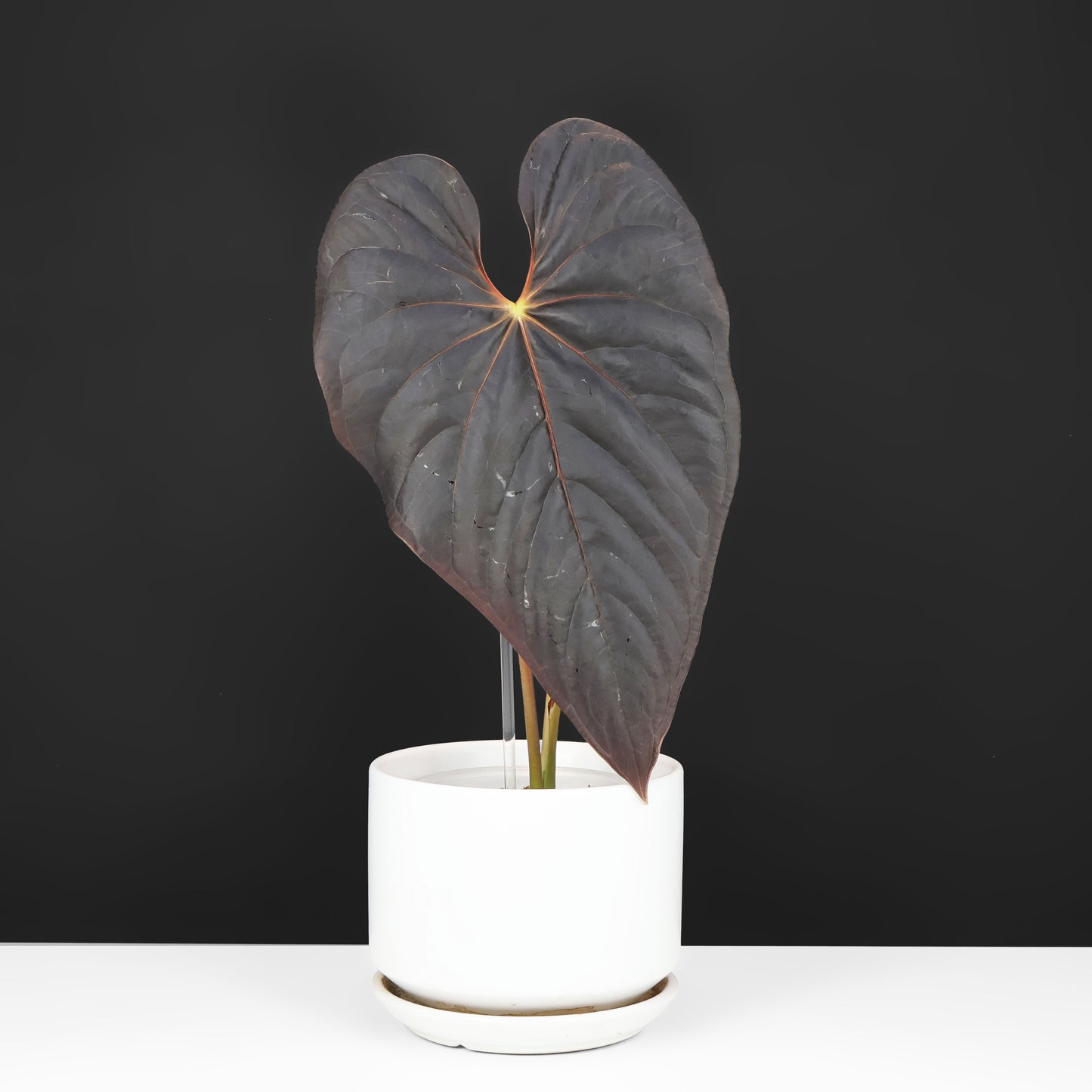 Anthurium Misterioso Chico Oscuro