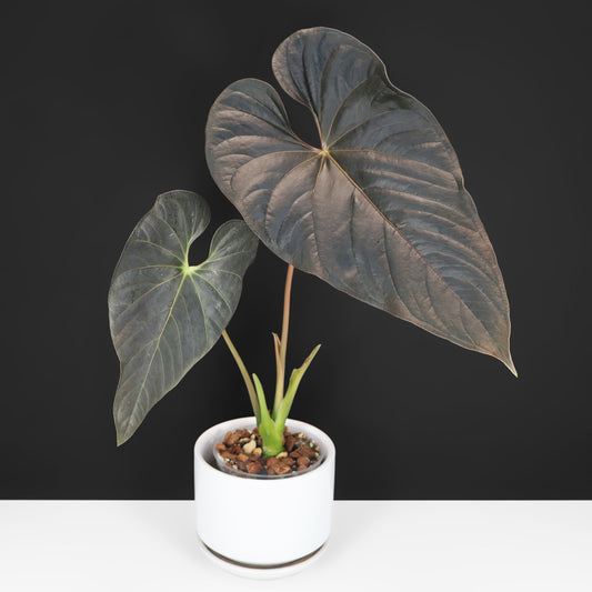 Anthurium Mysterious Dark Boi