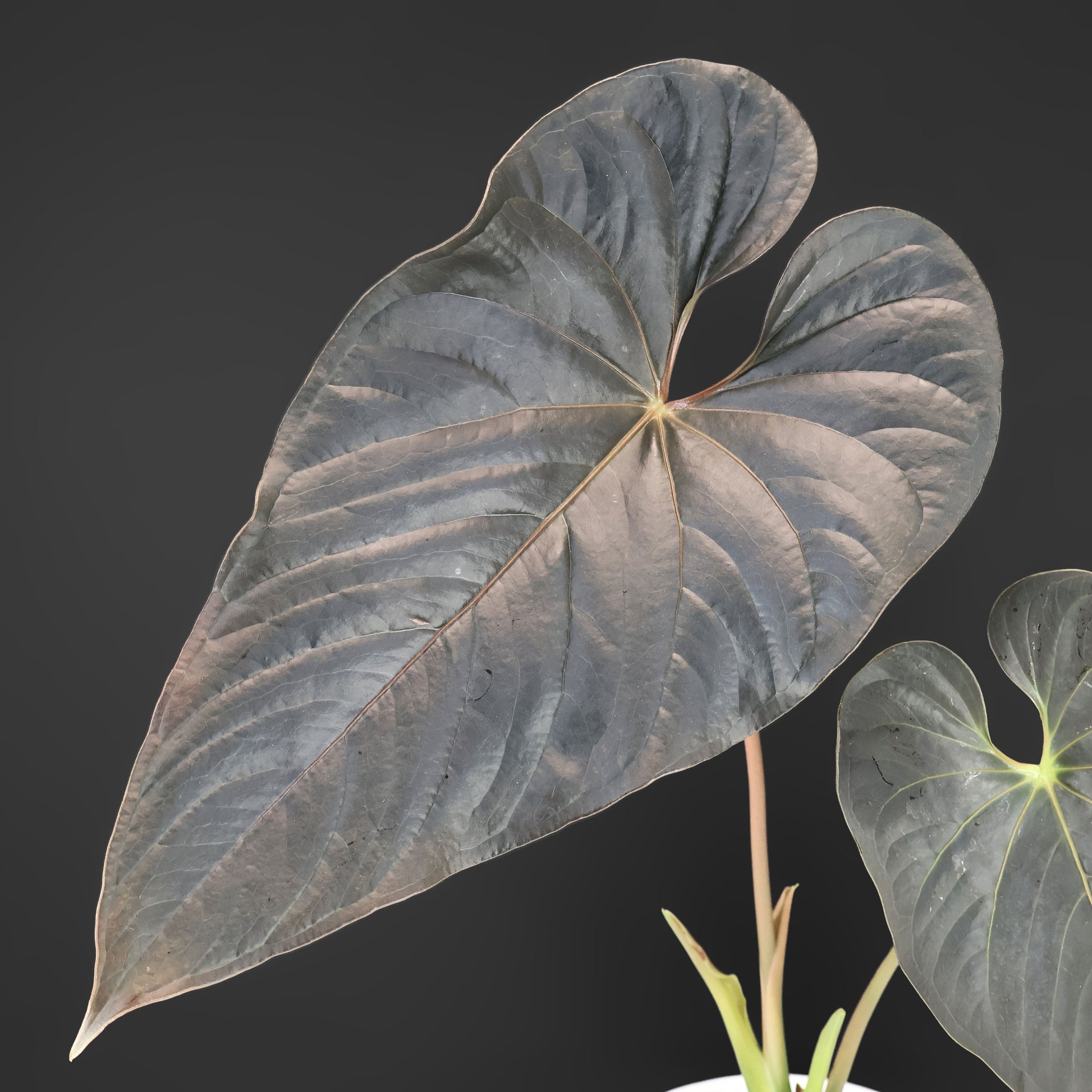 dark anthurium Anthurium Mysterious Dark Boi